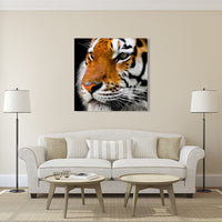 Tiger Images Pictures Of Tigers For Walls Wallpaper Photos Photography Drawing Paintings Decor Artwork Gifts Poster Prints Canvas Portraits