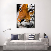 Tiger Images Pictures Of Tigers For Walls Wallpaper Photos Photography Drawing Paintings Decor Artwork Gifts Poster Prints Canvas Portraits