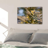 Marijuana Ganja Weed Cannabis 420 1, 2, 3, 4 & 5 Piece Canvas Wall Art Decor Posters Photos Prints Artwork Wallpaper Pictures Multi Panel