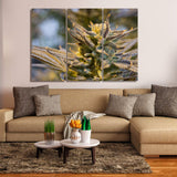 Marijuana Ganja Weed Cannabis 420 1, 2, 3, 4 & 5 Piece Canvas Wall Art Decor Posters Photos Prints Artwork Wallpaper Pictures Multi Panel