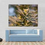 Marihuana Ganja Weed Cannabis 420 1, 2, 3, 4 y 5 piezas Lienzo Decoración de pared Pósteres Fotos Impresiones Obras de arte Papel pintado Imágenes Panel múltiple 
